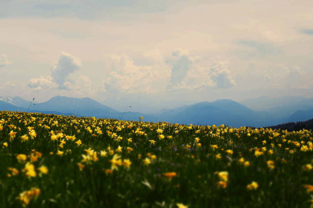 Wildflower meadow with mountains in the distance