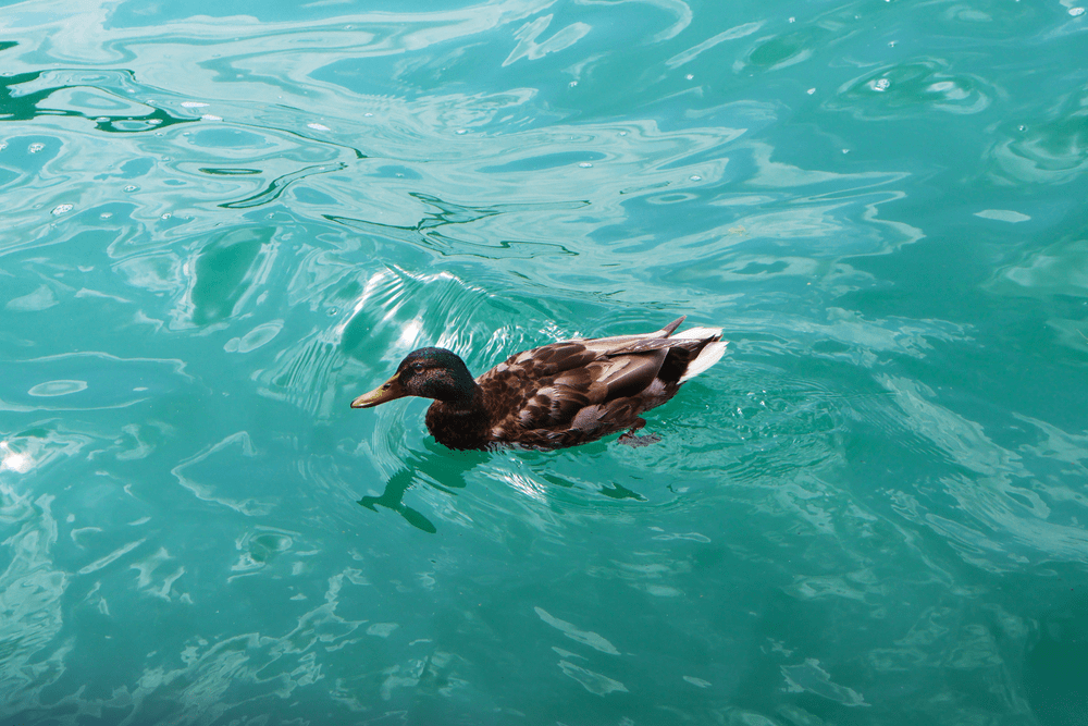 A duck swimming on turquoise lake water