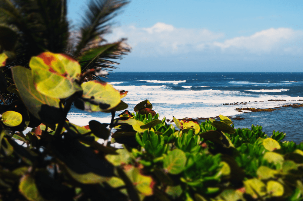 Coastal plants overlooking crashing waves