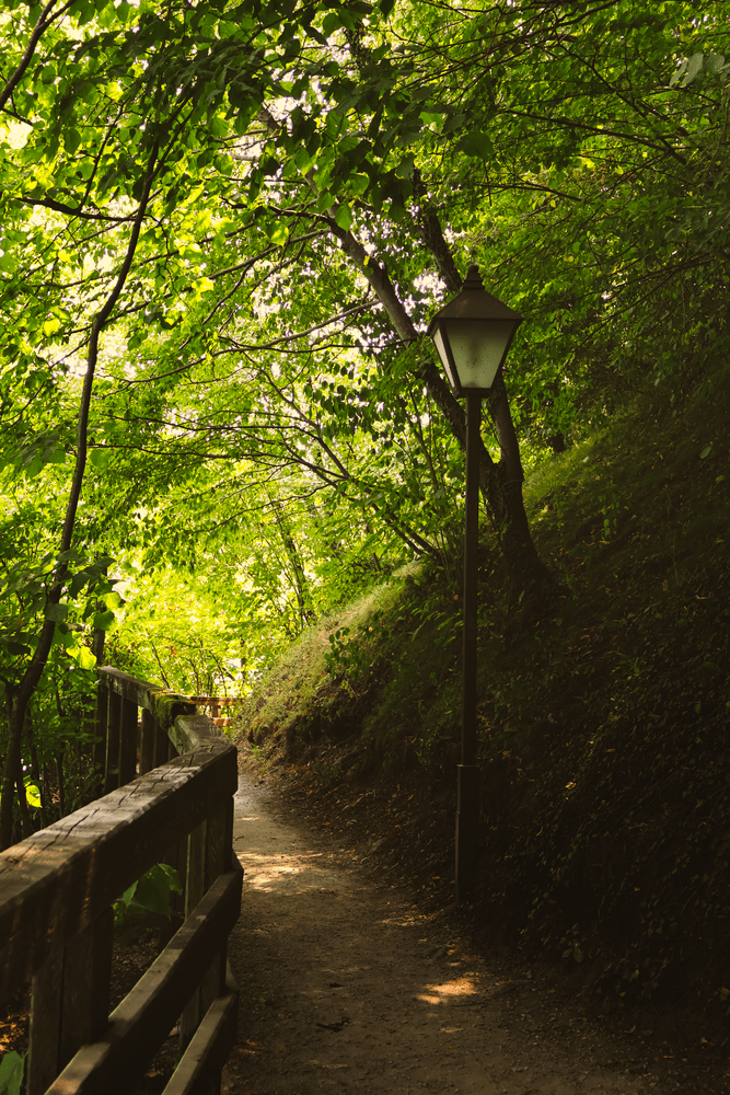 A lamplit boardwalk path through green forest canopy