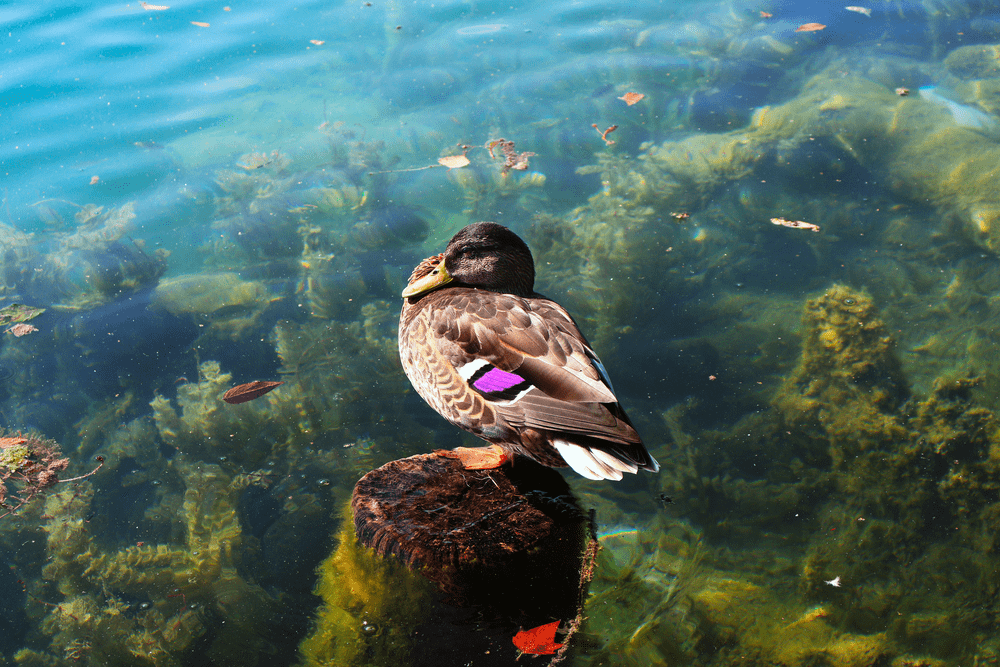 A duck resting on a rock in the clear turquoise water of Lake Bled