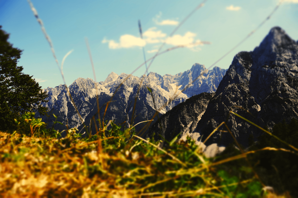 Wild grass in the foreground with the Julian Alps rising behind at Vršič Pass